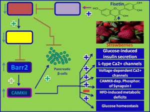 Fisetin increases Barr2 and its target CAMKII