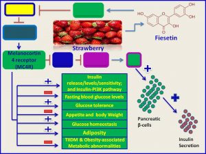 Fisetin increases LCN2 expression and promotes insulin secretion