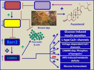 Fucosterol inhibits Barr2 expression