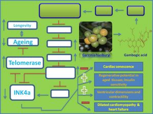 Gambogic acid inhibits INK4a expression