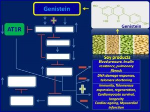 Genistein inhbits AT1R, decreases b.p and extends lifespan