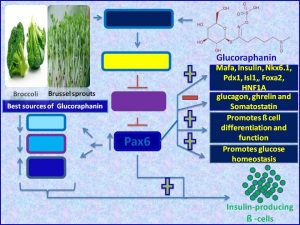 Glucoraphanin increases Pax6 expression and promotes insulin sensitiivty