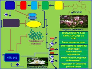 Honokiol induces miR-141 expression and inhibit prostate cancer progression