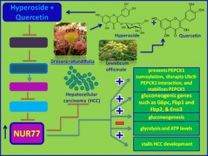 Hyperoside and Quarcetin increase NUR77 and inhibit HCC development