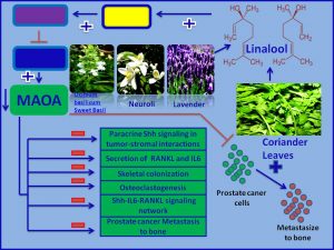 Linaloor inhibis MAOA expression and prevents prostate cancer bone metastasis