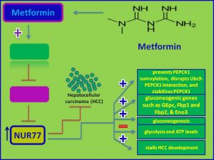 Metformin induces NUR77 and inhibts HCC development