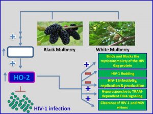 Mulberry extract inhibits HIV1 infection