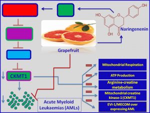 Naringenenin inhibits CKMT1 expression