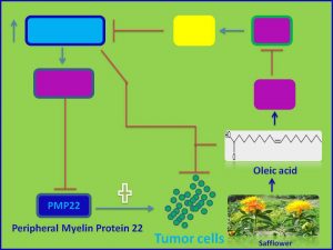 Oleic acid inhibits PMP22 expression