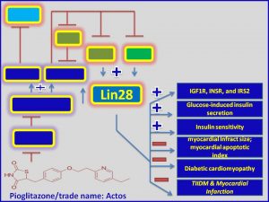 Pioglitazone increases lin-28 expression