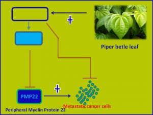 Piper betle leaf inhibits PMP22 expression