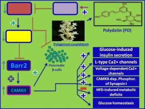 Polydatin induces Barr2 and CAMKII expression