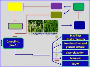 Polygonum multiforum extract inducs Caveolin expression and increases insulin sensitivity