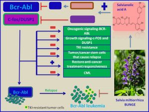 Salvianolic acid A inhibits c-fos and DUSP1 expression and erradicates CML