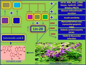Salvianolic acid B induces Lin28 expression and promotes insulin sensitivity