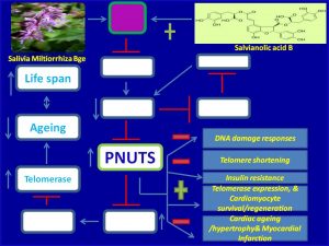 Salvianolic acid B induces PNUTS expression and prevents myocardial infarction