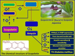 Scopoletin increases Amysin expression