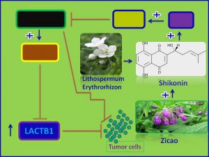 Shikonin inducs LACTB1 and inhibits tumor progression