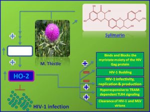 Sylimarin inhibits HIV1 infection