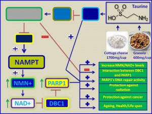 Taurine induces NAD levels and deacelerate ageing process