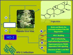 Triptolide inhibits HIV1 propagation