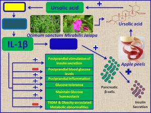 Ursolic acid incresases IL1b and promotes insulin secretion