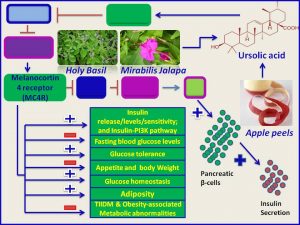 Ursolic acid inhibits apetite and promotes insulin secretion