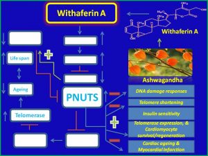 Withaferin A induces PNUTS expression