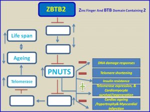 ZBTB2 induces PNUTS expression and protects from myocardial infarction