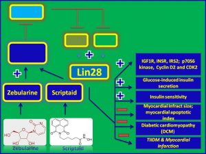 Zebularine and Scriptaid induces lin-28 expression and promotes insulin sensitivity