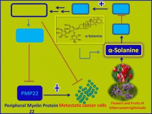 aSolanine inhibits PMP22 expression