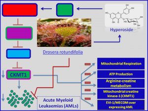 hyperoside incrases the expresison of CKMT1