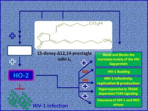 15-Deoxy-Δ12,14 Prostaglandin J2 (15d-PGJ2) induces HO2 and inhibits HIV1 replication