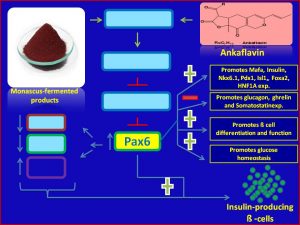 Ankaflavin increases Pax6 expression and promotes insulin sensitivity