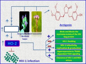 Arctigenin inhibits HIV production