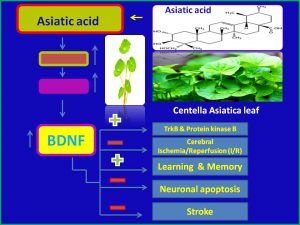 Asiatic acid increases BDNF expressin and attenuates stroke