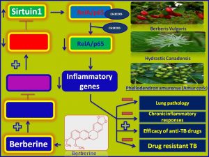 Berberine increases the efficacy of anti-TB therapy