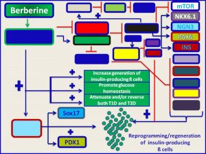 Berberine promotes reprogramming of insulin-producing beta cells
