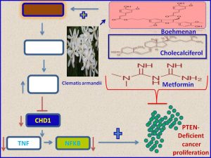 Boehmenan, cholecalciferol and metformin inhibit CHD1 expression