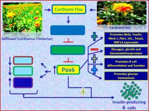 Carthami flos extract inducs Pax6 and promotes insulin sensitiivity