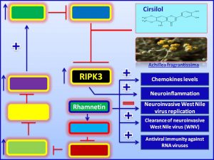 Cirsilol inhibits the production of west nile virus via induciton of RIPK3