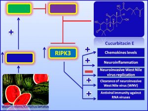 Cucurbitacin E increases RIPK3 expression and inhibits the pathogenesis of WNV