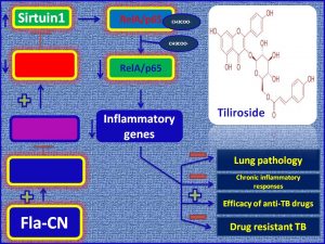 FlaCN inhibits Rela expression and inhibits TB pathogenesis