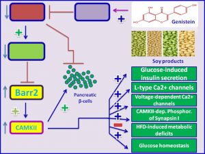Genistein increases the expression of Barr2 and CAMKII and promote insulin sensitivity