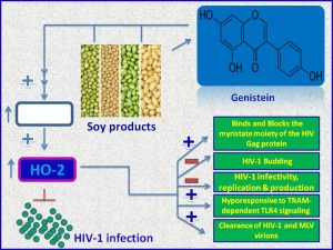 Genistein inhibits HIV1 production