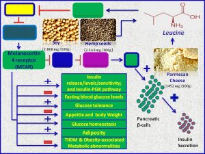 Leucine increases MC4R expression and promotes insulin sensitivity