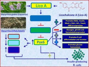 LicoA increases Pax6 expression and promotes insulin sensitiivty