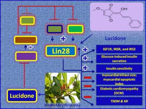 Lucidone induces LIn28 expression and promotes insulin sensisitiivity