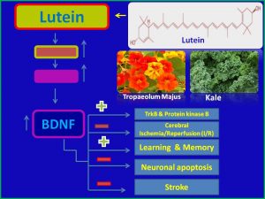 Lutein increases BDNF expressin and attenuates stroke