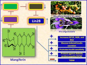 Mangiferin induces Lin28 expresison and promotes insulin sensitivity